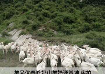 好奶源，好品质！黄金奶源铸就冠军品质！羊品优羊奶粉