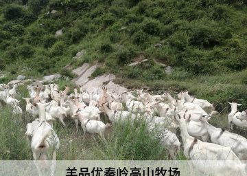 黄金奶源地有哪些：了解黄金奶源地的分布，选择优质奶源，羊品优羊奶粉